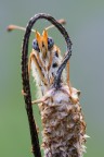 Melitaea didyma Melitaea didyma