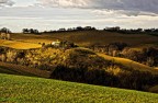 My bronzed hills My bronzed hills