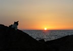 The cat love sunset The cat love sunset