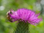 L'ape e il fiore
