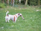 panning panning