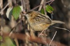 Beccamoschino (Cisticola juncidis)
