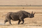 Ngorongoro, Tanzania, Giugno 2014, Focale 600mm 

D7100+150-600
F8 1/320 ISO 500