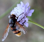 macro macro