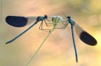 Scatto fresco di mattinata a questi 2 maschi di Calopteryx splendens (Harris, 1780)