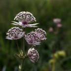 Trova l'intruso... Trova l'intruso...