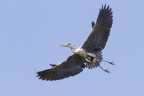 Airone cenerino