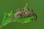 Hogna radiata