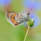 Polyommato
