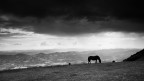 Monte Cucco (confine Umbria/Marche).
Cavalli allo stato brado, vento forte (zona partenza deltaplani), a dx stava arrivando un bel temporale e in fondo tutto sereno..