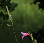 non urlare ! non urlare !