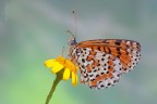 Melitaea Didyma Melitaea Didyma