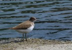 Ero uscito per fare foto ai piccoli di rondine, quando ho incontrato il piovanello - cos mi sembra almeno - intento a cacciare lungo il fiume. Non lo avevo mai visto in quella zona.