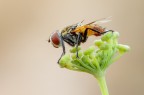 Ectophasia sp.