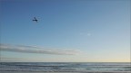 Lone eagle