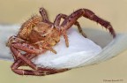 Xysticus