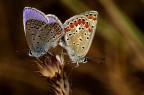 Stessa coppia di Licenidi dello scorso anno, ma con la rara opportunita' (almeno per me), in questo scatto, di vedere il blu delle ali, cosa non facile.