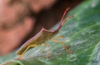Apoecilus Apoecilus