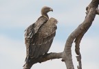 d7100+150-600
f9 1/125 iso 250

Serengeti