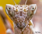 Ameles spallanzania Portrait Ameles spallanzania Portrait