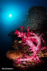 the landascape underwater the landascape underwater