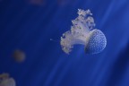 blu blu