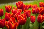 Fiori Fiori