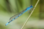 Questo bel maschio di Coenagrion Puella si  conquistato il terzo posto nel Contest 81 (Blu).
Ringrazio per l'inatteso riconoscimento, dato che molte foto mi erano parse migliori di questa.

Critiche e Commenti sono graditi.

[url=http://postimg.org/image/5zi75ucsl/full/]H.R.[/url]