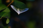 Macro Macro