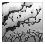 alberi particolari alberi particolari