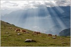 I pascoli del cielo