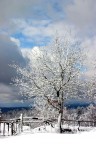 Albero innevato Albero innevato