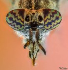 Portrait Tabanidae Portrait Tabanidae