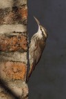 Rampichino beccosottile Rampichino beccosottile