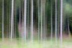 Woodland impression n 21