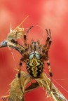 Spiderfire Spiderfire