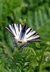La farfalla Iphiclides podalirius su una felce aquilina...