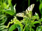 La farfalla Iphiclides podalirius su una felce aquilina...