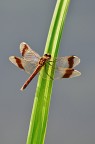 Sympetrum pedemontanum Sympetrum pedemontanum