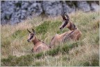 Mamma camoscio con piccolo.