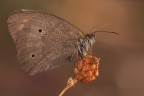 Maniola jurtina
