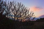 Ricami di sera