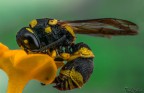Ancistrocerus gazella Ancistrocerus gazella