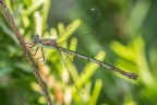 Chalcolestes viridis Chalcolestes viridis
