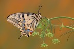 Papilio machaon Papilio machaon