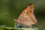 Apatura ilia Apatura ilia