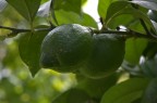 Limoni Limoni