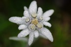 Pentax K5  f/8  1/200  iso100
Pentax 100 macro