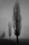 ... nella nebbia