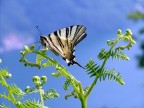 Si tratta della non comune farfalla Iphiclides podalirius. La difficolt della foto  stata (come sempre del resto) la pazienza! Infatti prima di riuscire a fotografarla quasi controsole su una felce aquilina in quella posizione ho dovuto pazientare pi di 40 minuti. Ma alla fine ci sono riuscito.